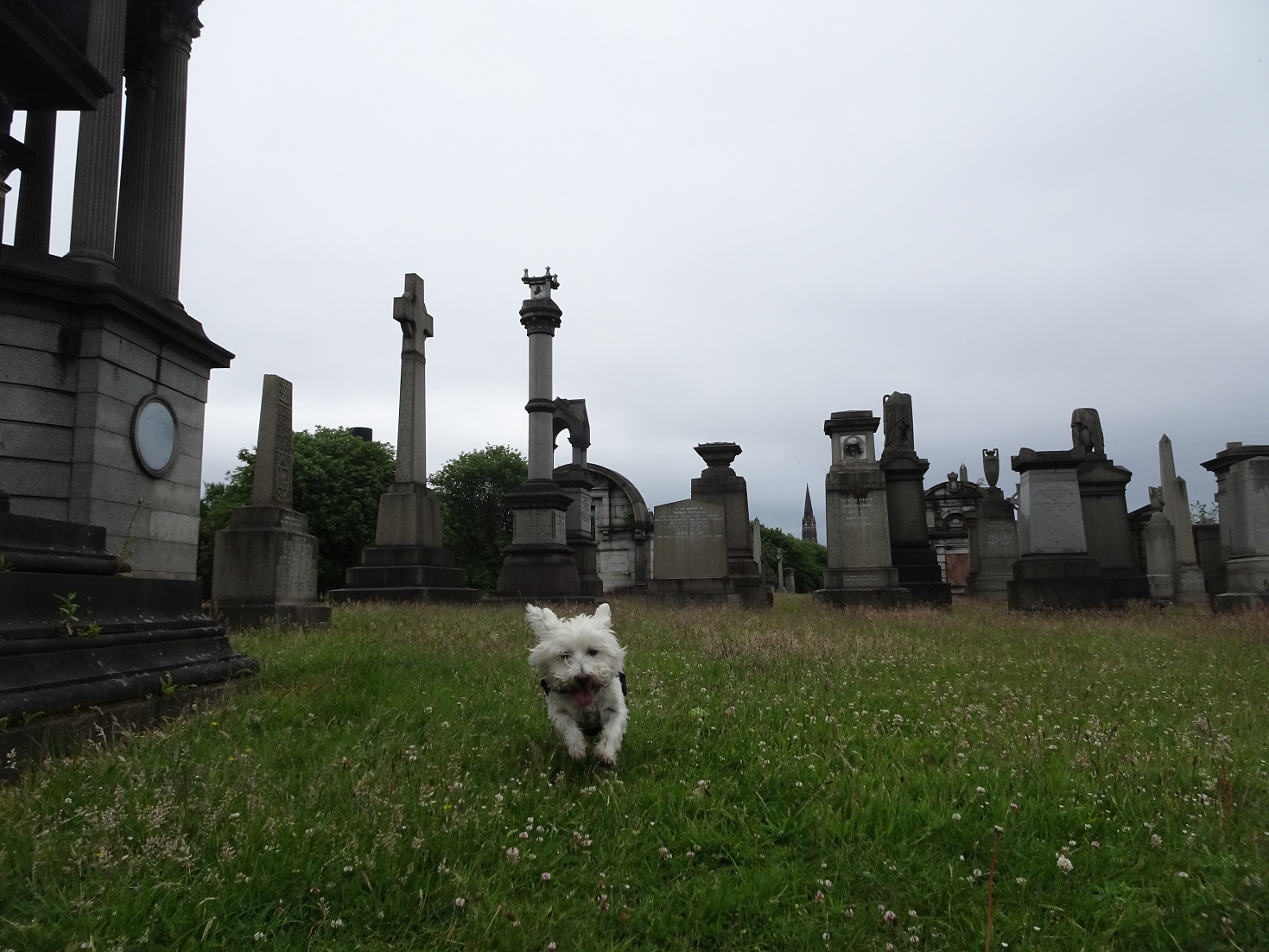 poppy the westie playing in the necropolice