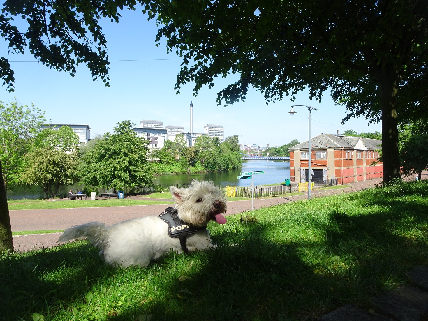 poppy the westie resting top