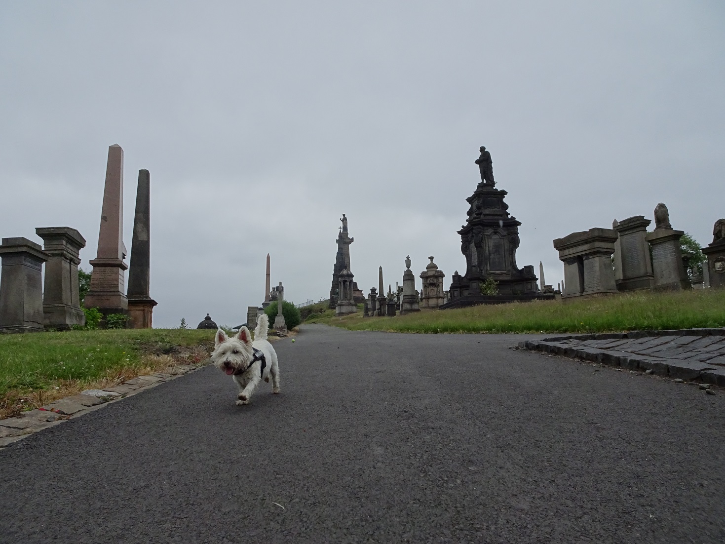 poppy the westie with john knox in background