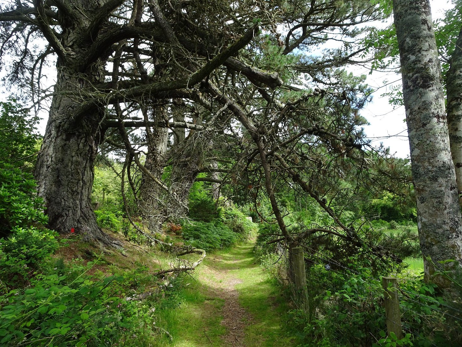 big trees at carradale