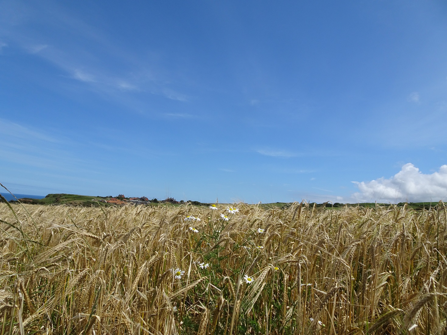 daisys and wheat