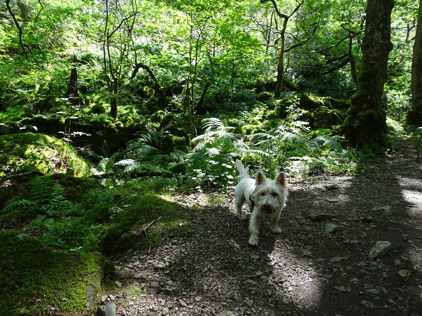 pathfinder poppy the westie derwent water