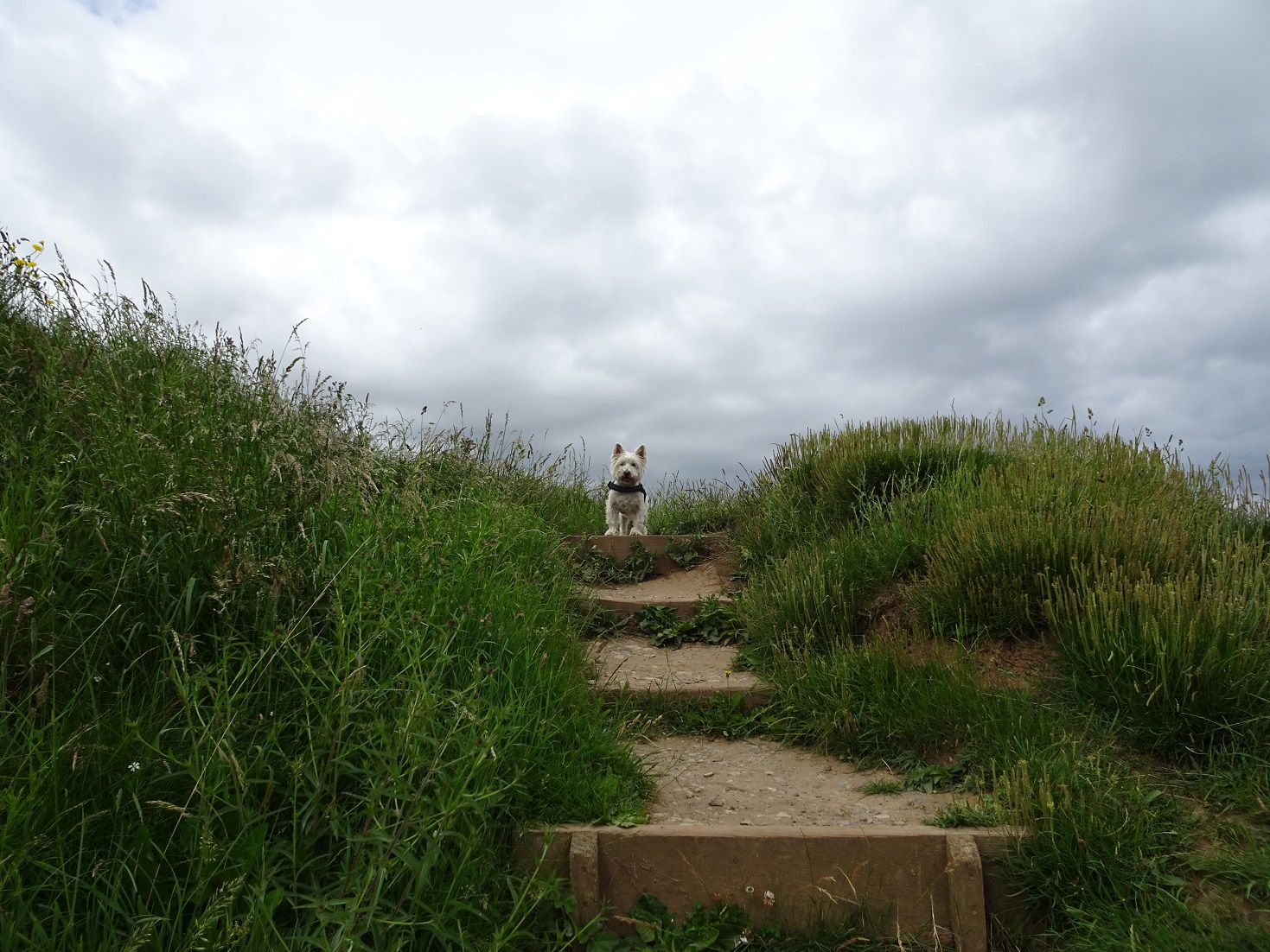 poppy on route to Port Mulgrave