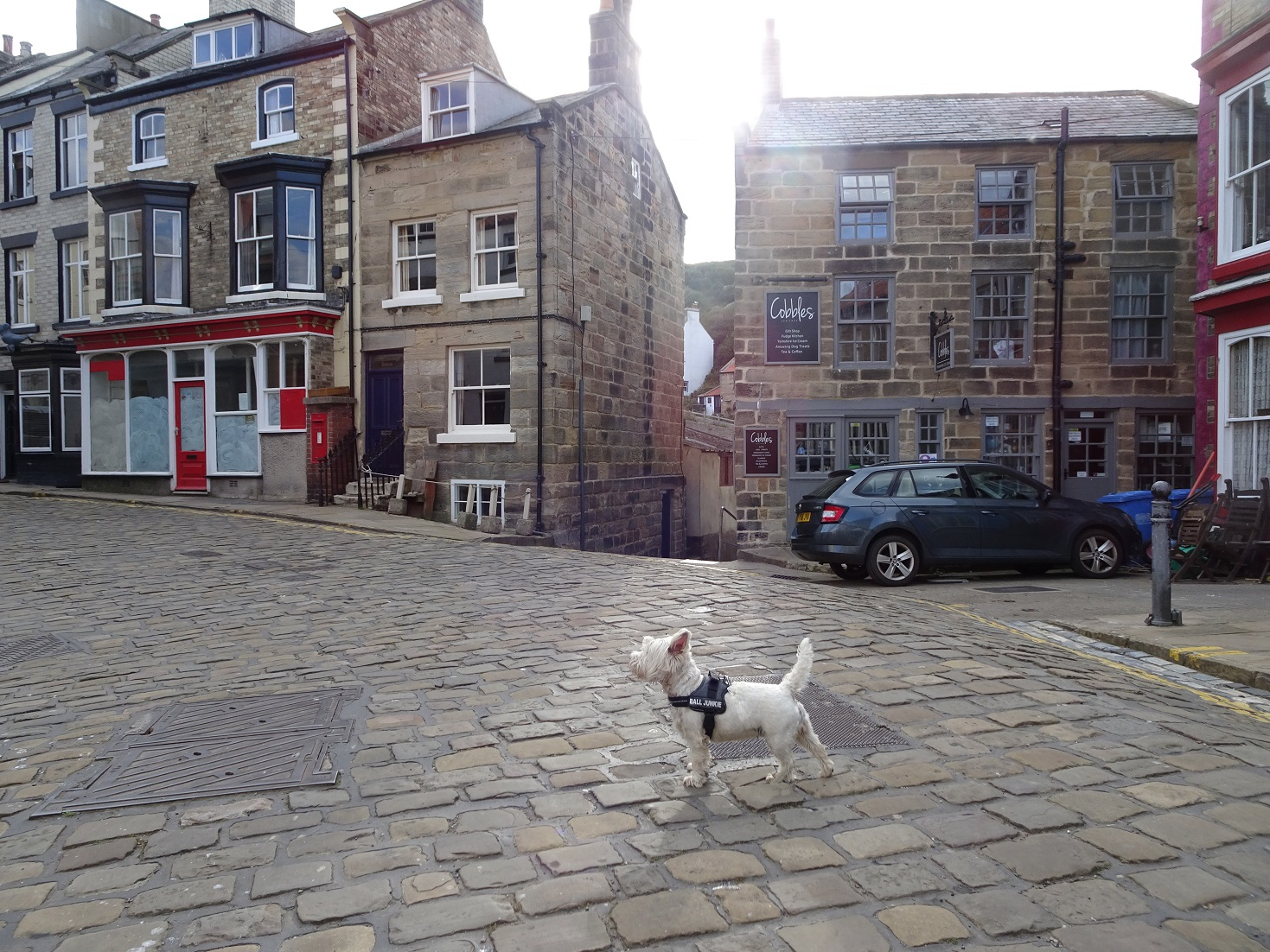 poppy the westie Staithes Square