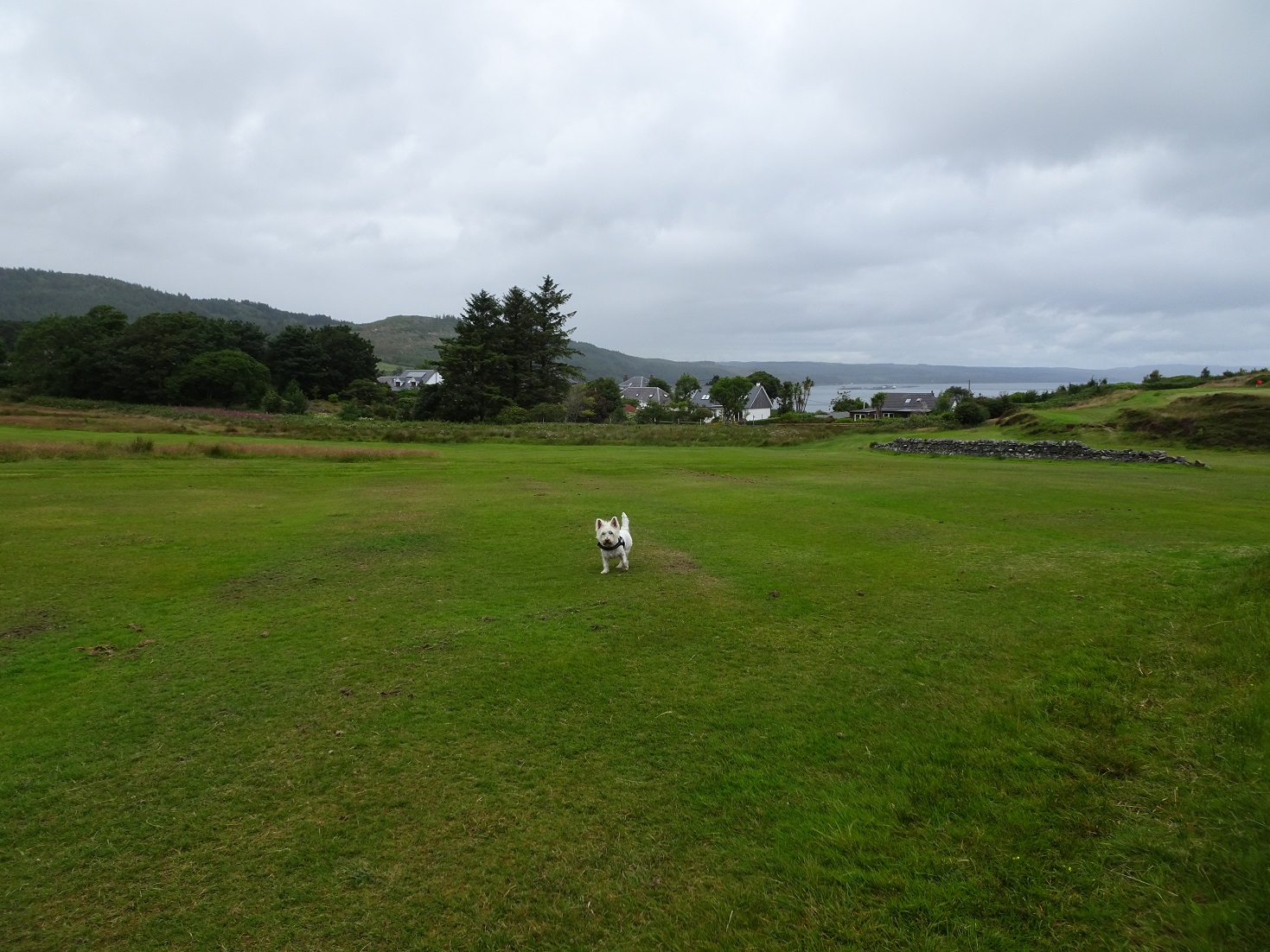 poppy the westie above Carradale