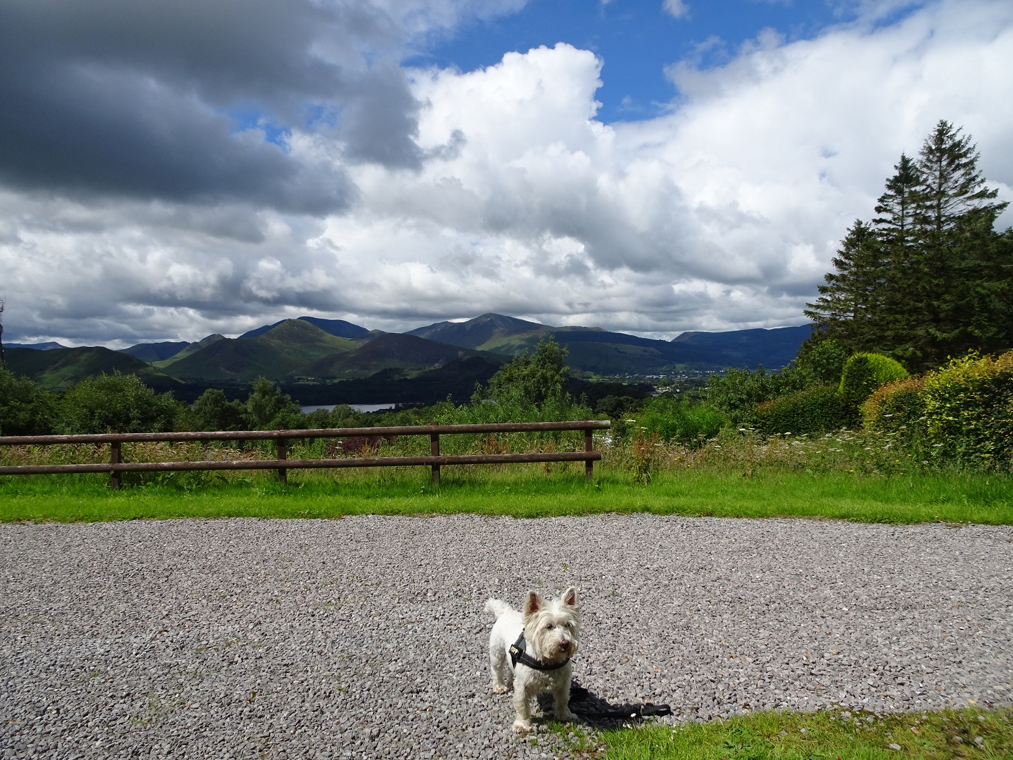 poppy the westie above keswick