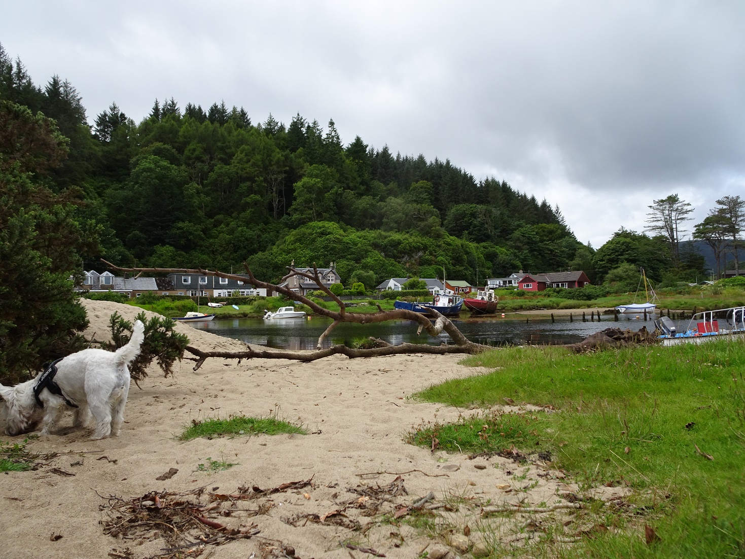 poppy the westie across the river from waterfoot