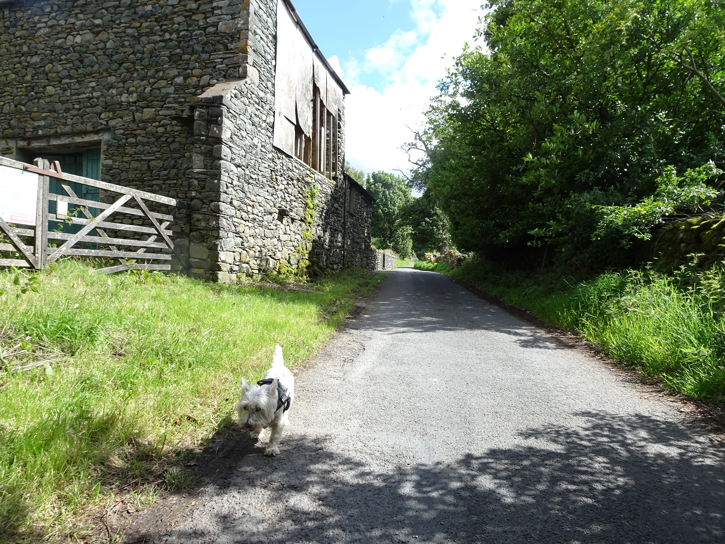 poppy the westie after the long walk