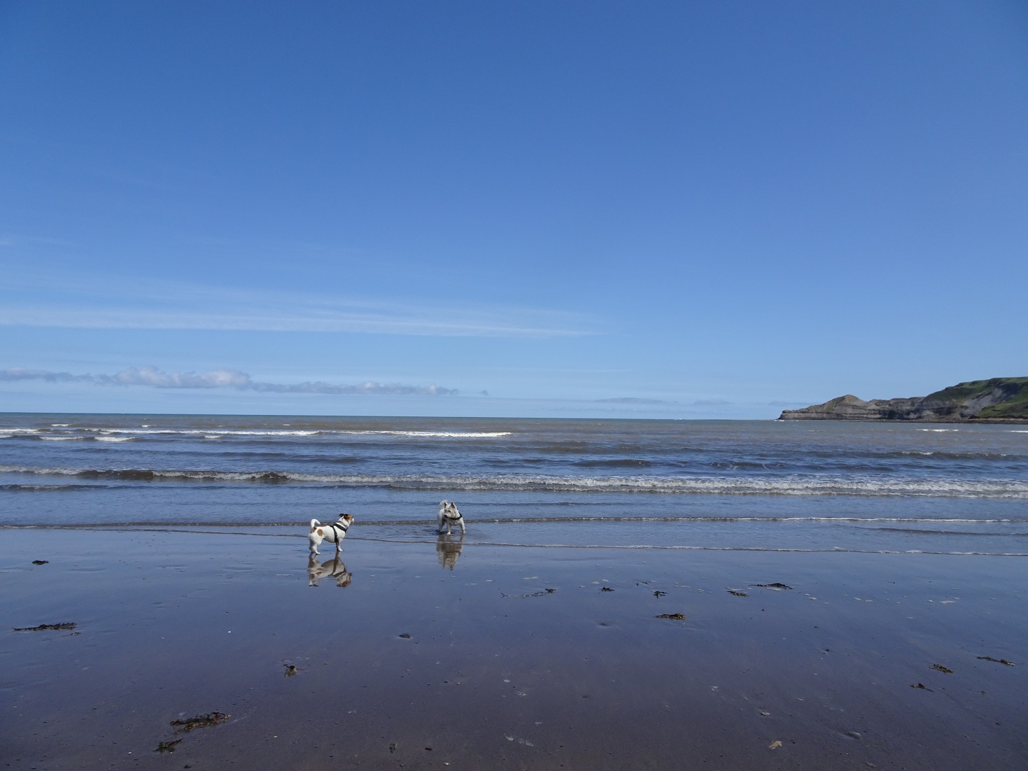poppy the westie and friend on sands of Runswick bay