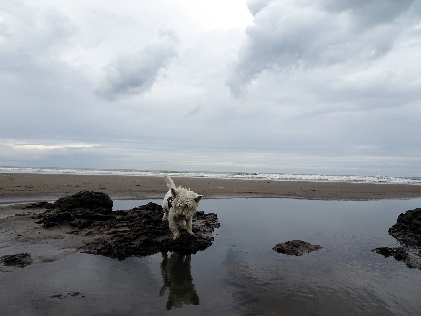 poppy the westie and rock pools