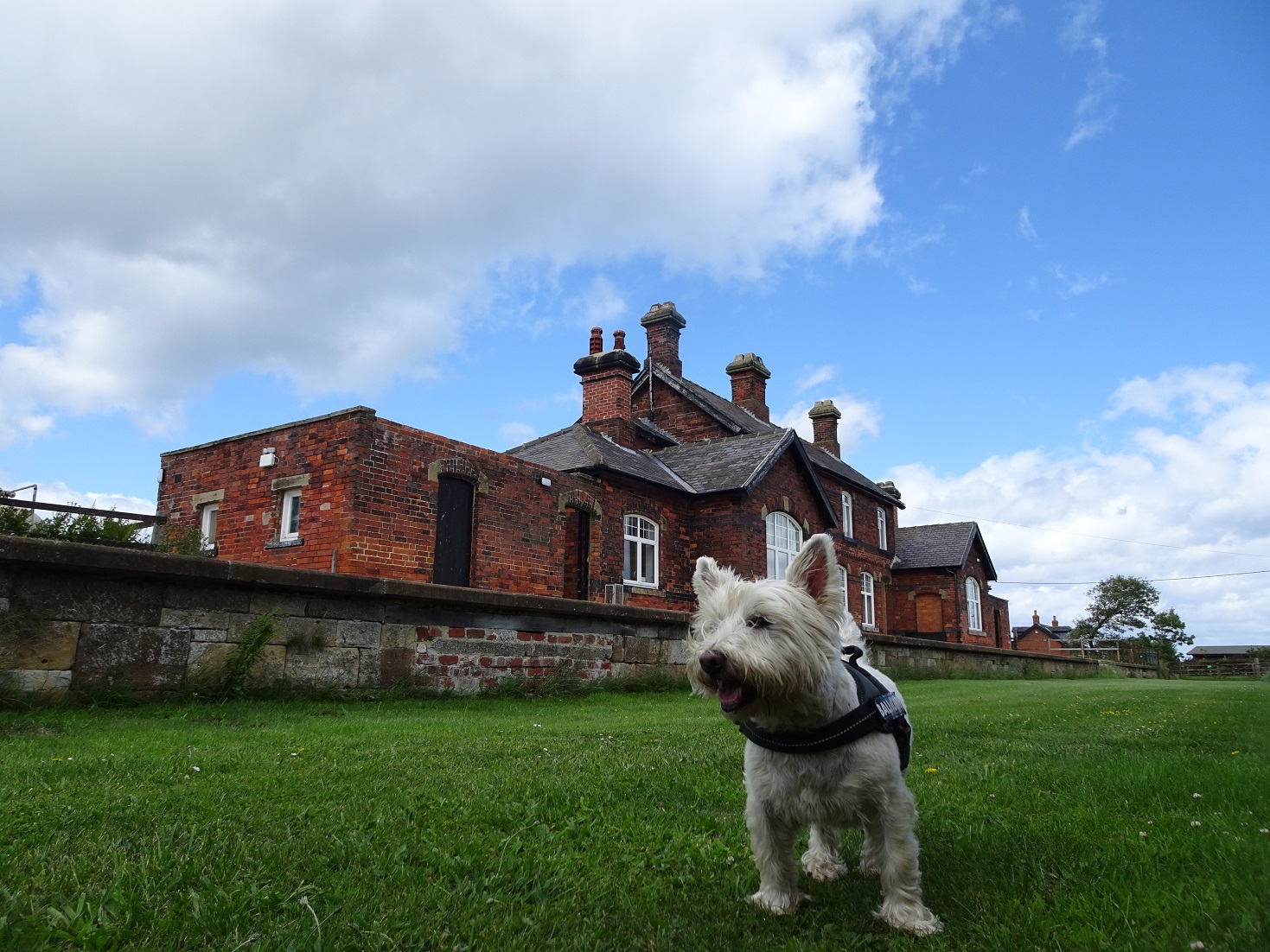 poppy the westie at Kettleness Station