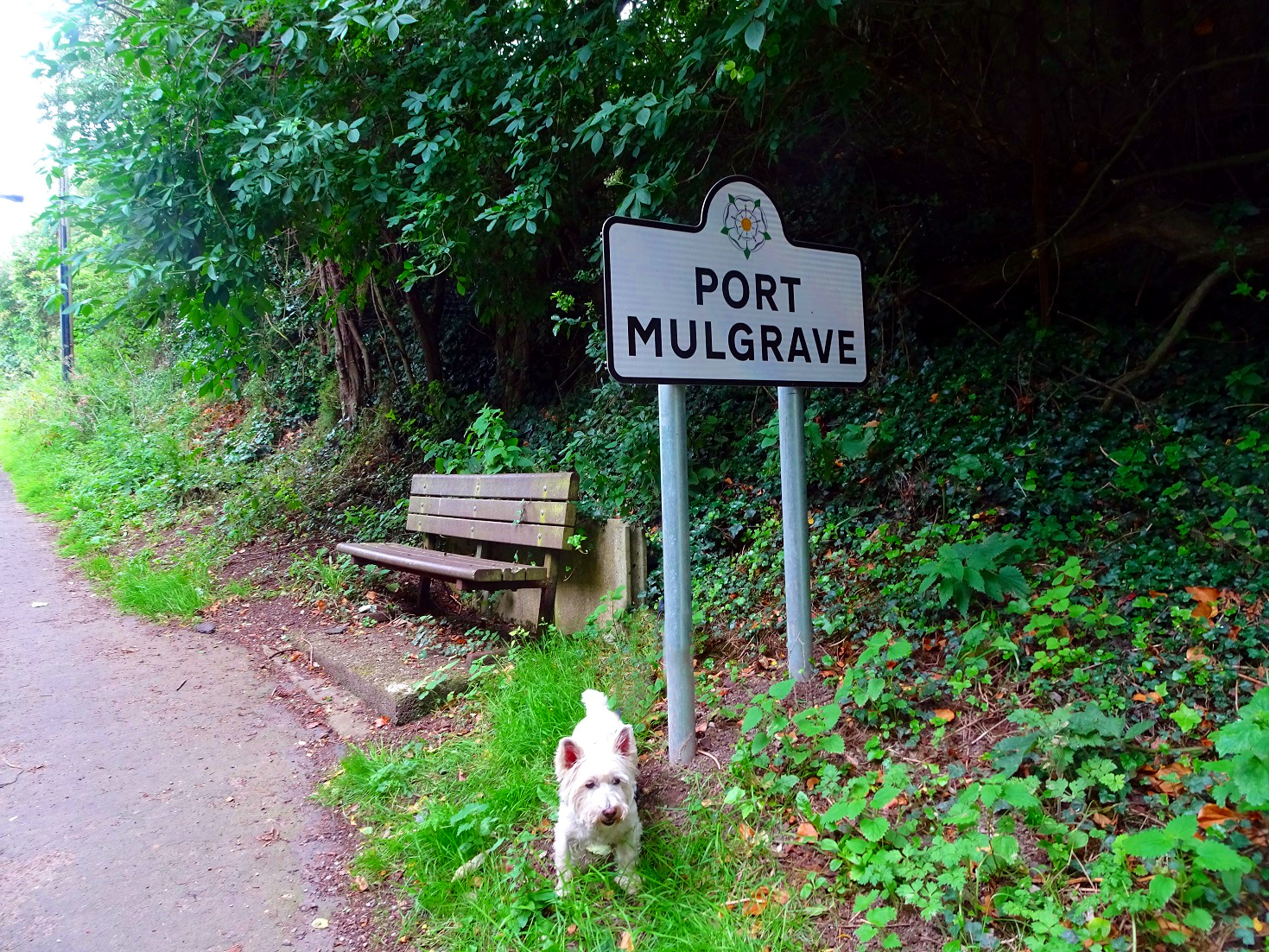 poppy the westie at Port Mulgrave