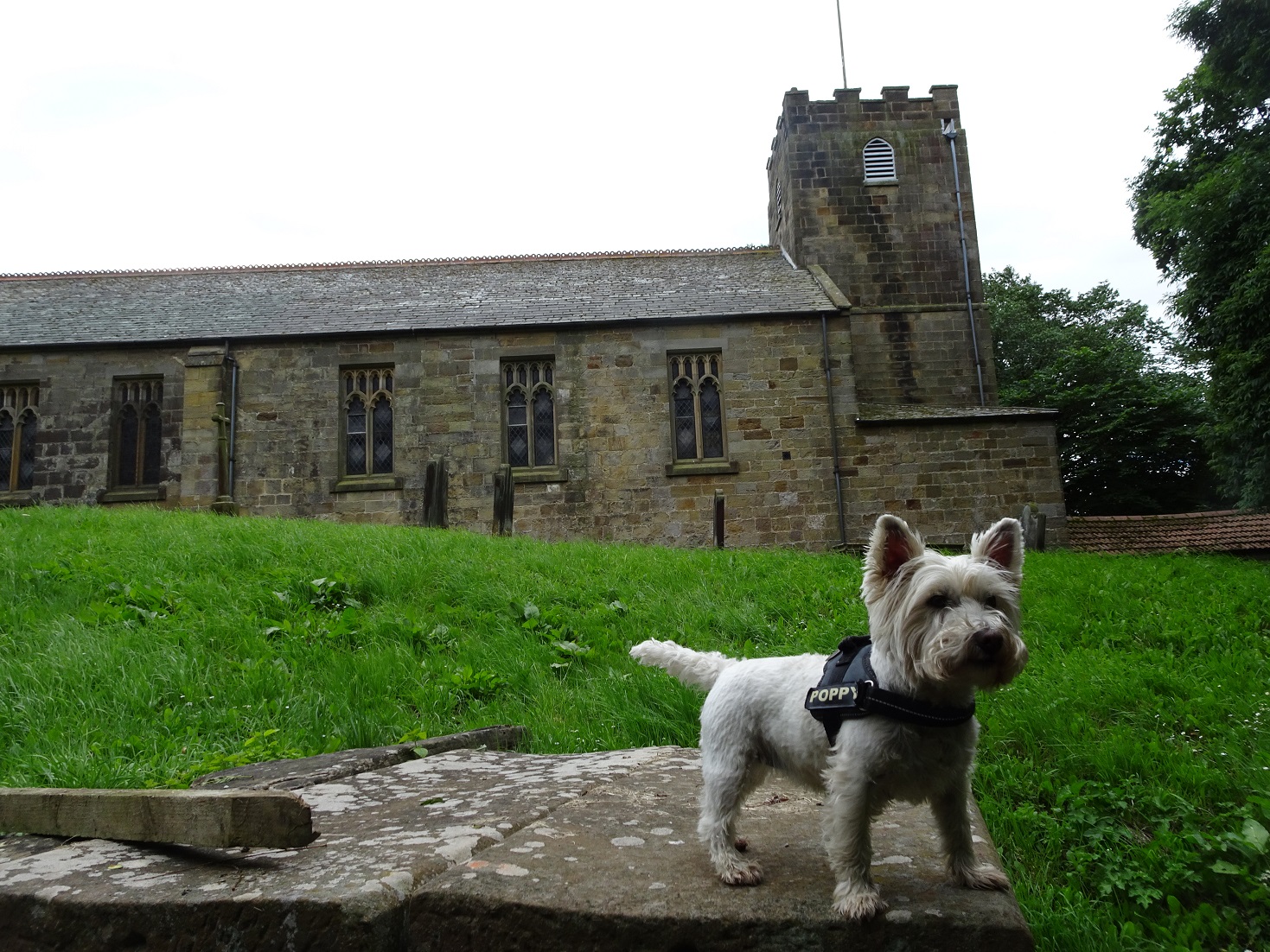 poppy the westie at St Hildas Hinderwell