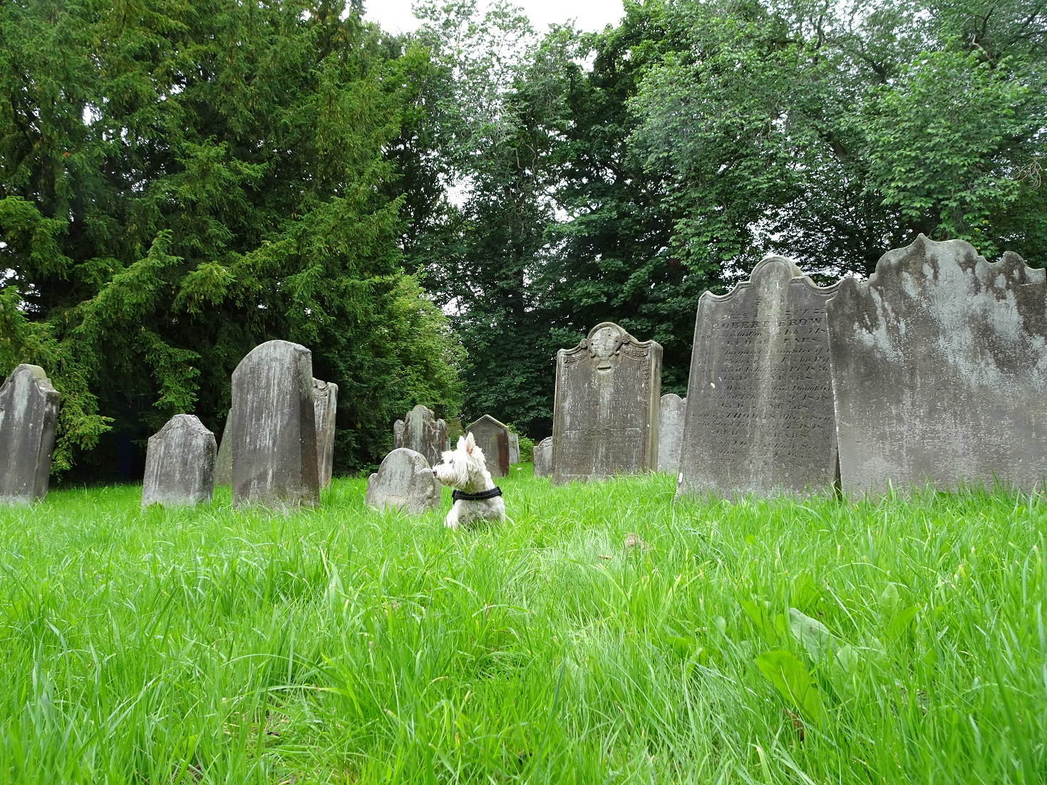 poppy the westie at St Hildas church yard