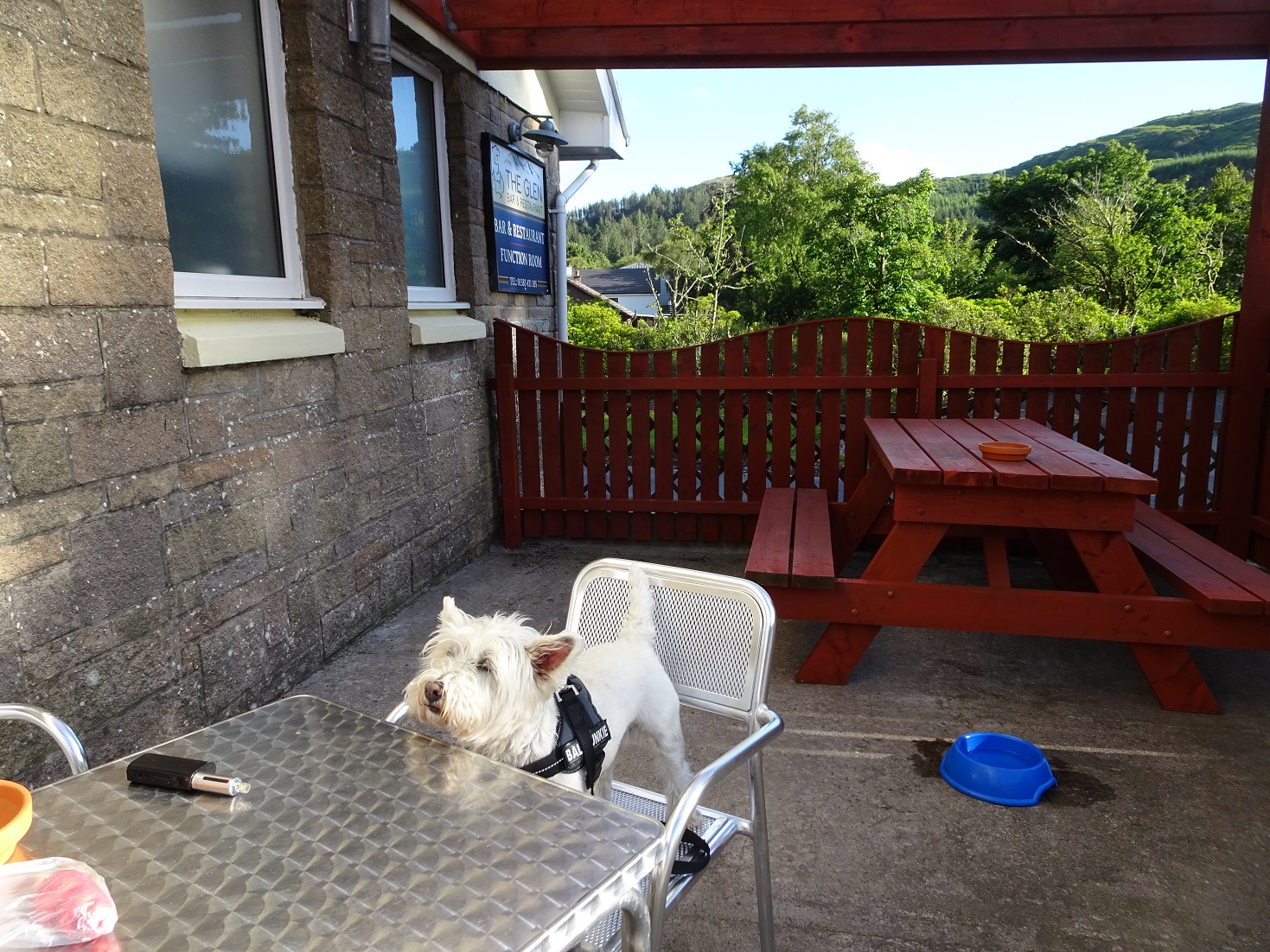 poppy the westie at The Glen Bar Carradale