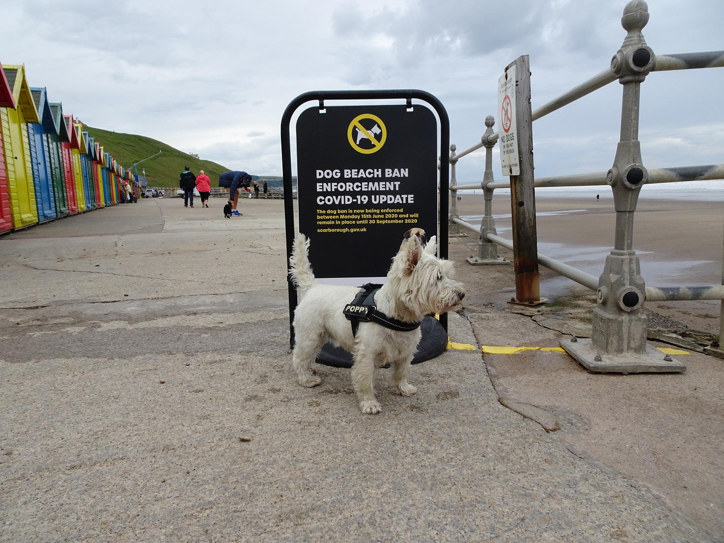 poppy the westie at Whitbey Covid 19