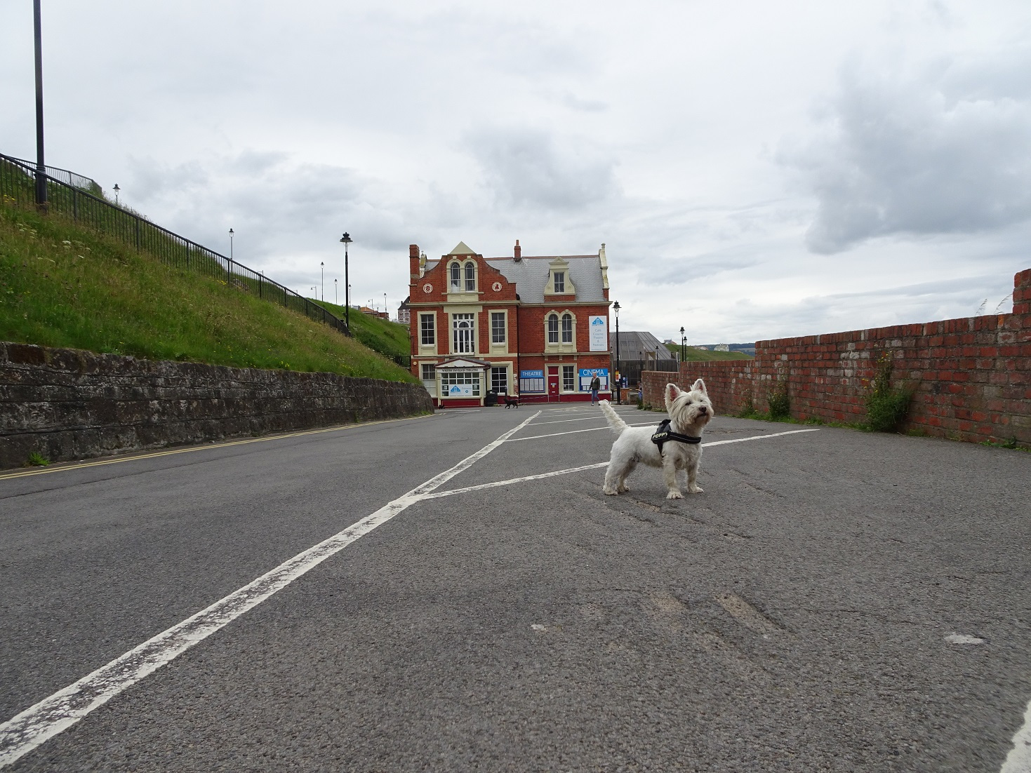 poppy the westie at Whitbey Pavillion