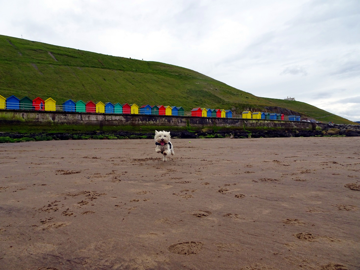 poppy the westie at Whitbey beach at last