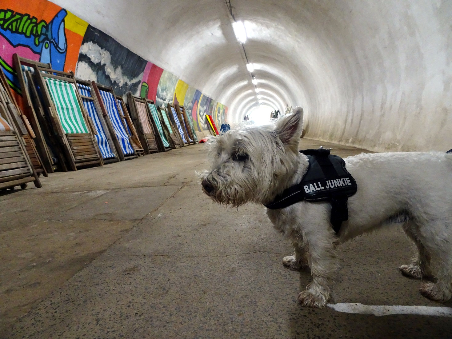 poppy the westie at Whitbey beach lift