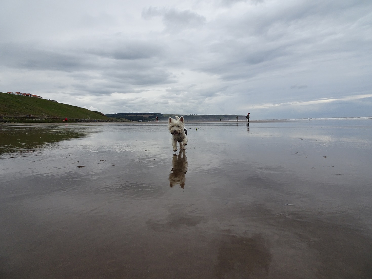 poppy the westie at Whitbey beach reflections