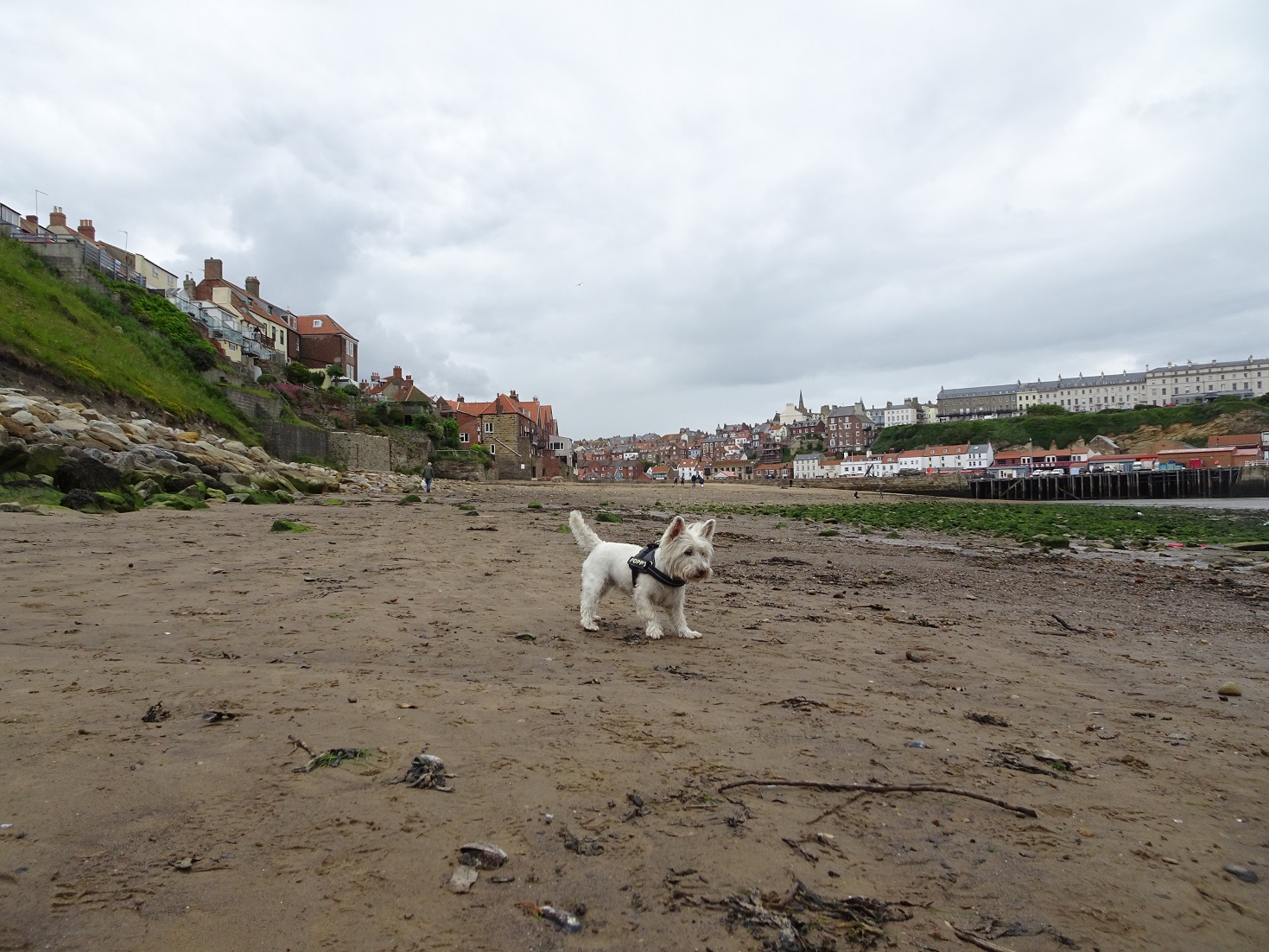 poppy the westie at Whitbey harbour