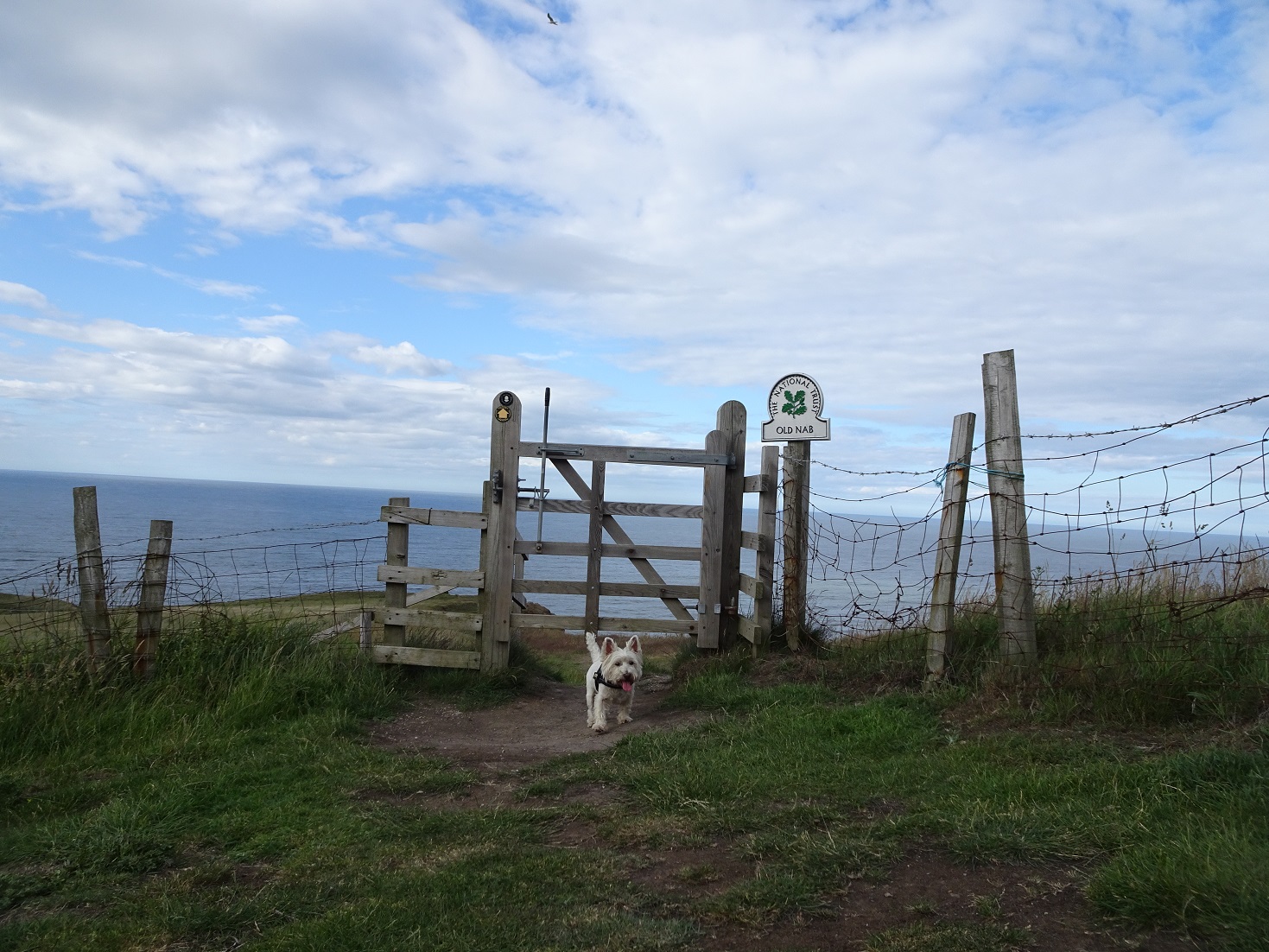 poppy the westie at at Old Nab