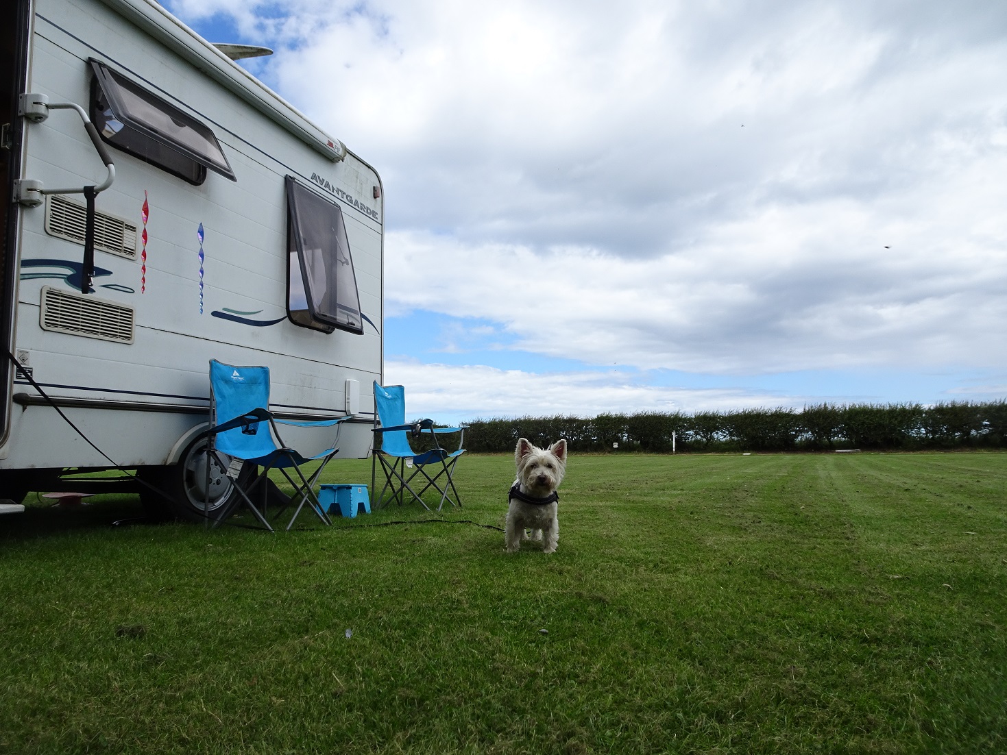 poppy the westie at basecamp