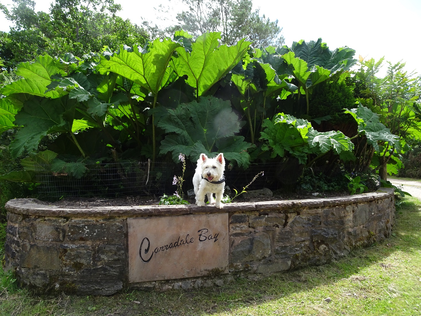poppy the westie at entrance to Carradale Bay campsite