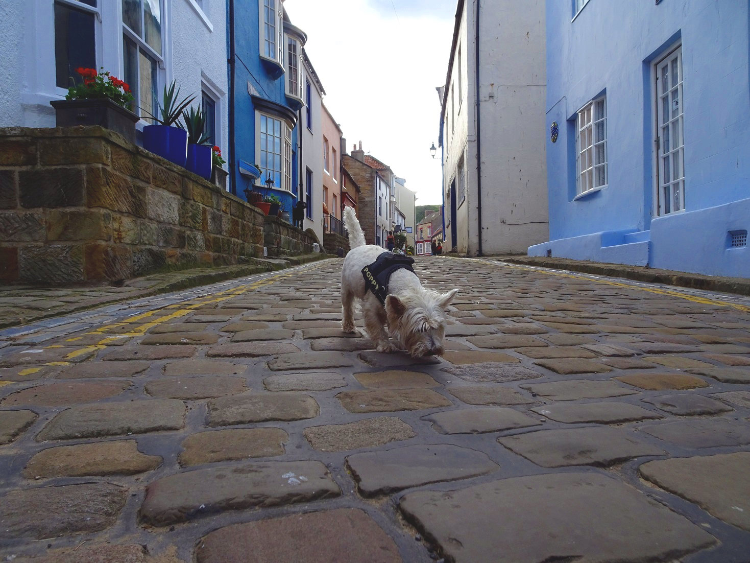 poppy the westie at exploring Staithes