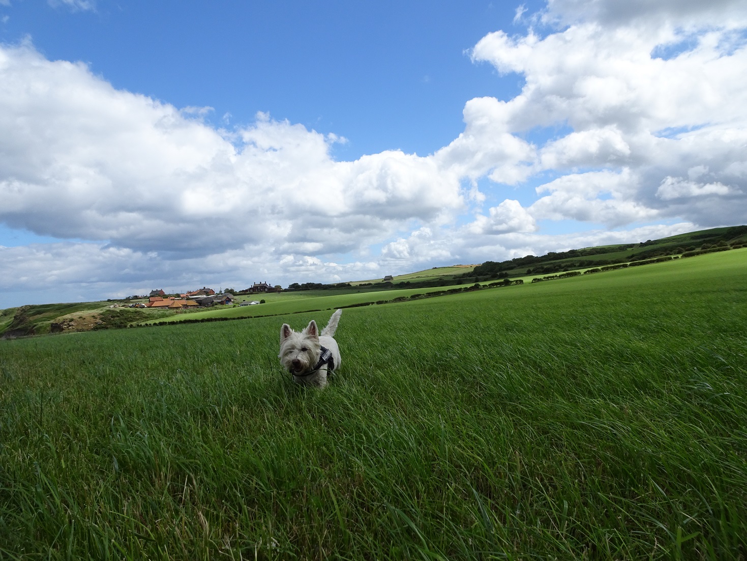 poppy the westie at in english contryside