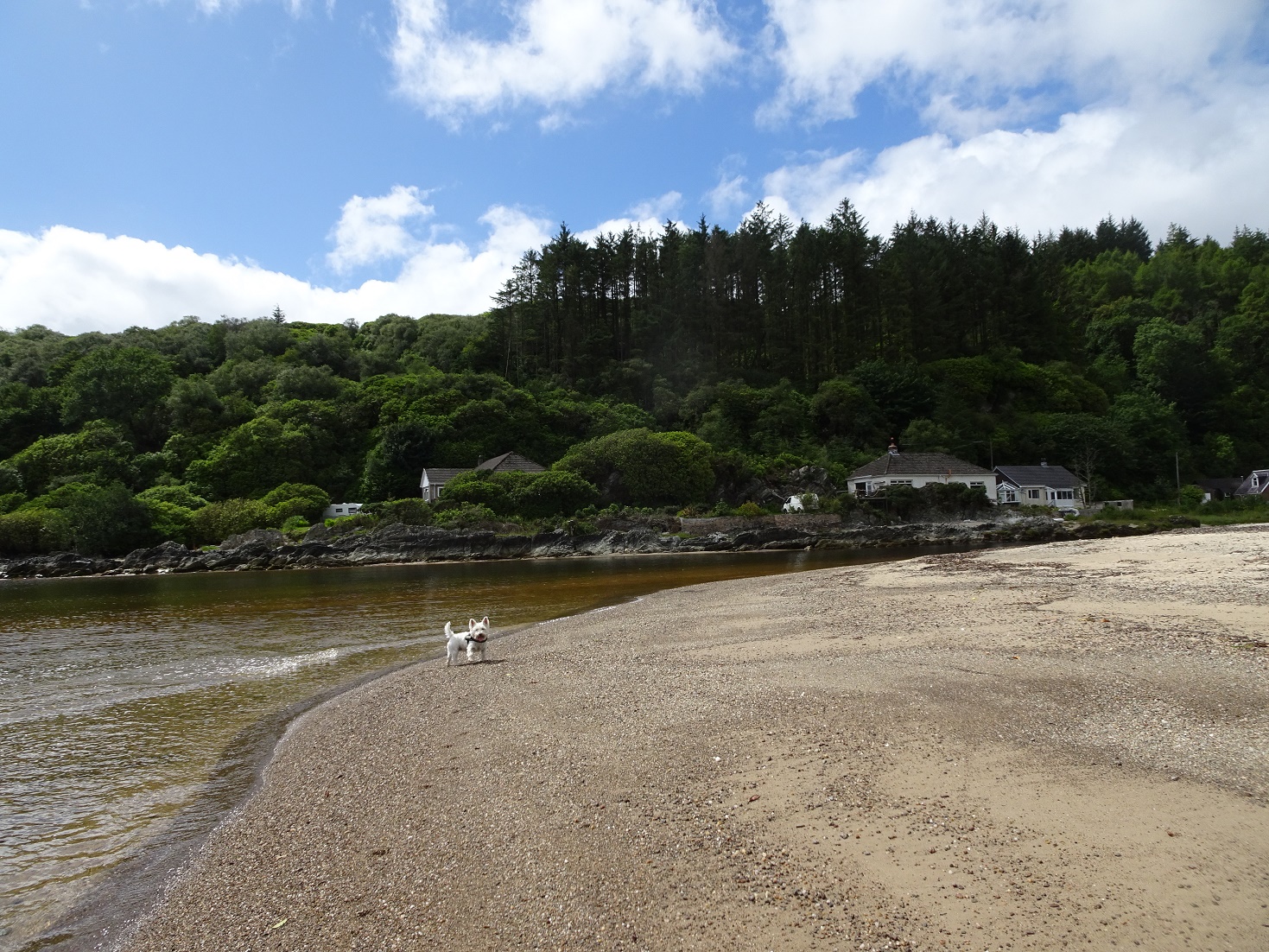 poppy the westie at mouth of carradale water