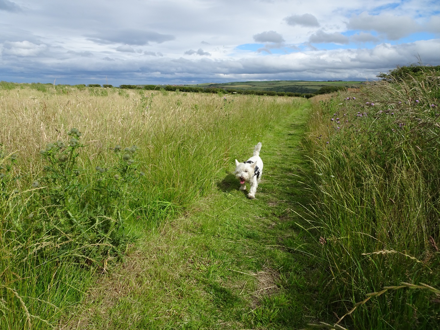 poppy the westie at runswick campsite