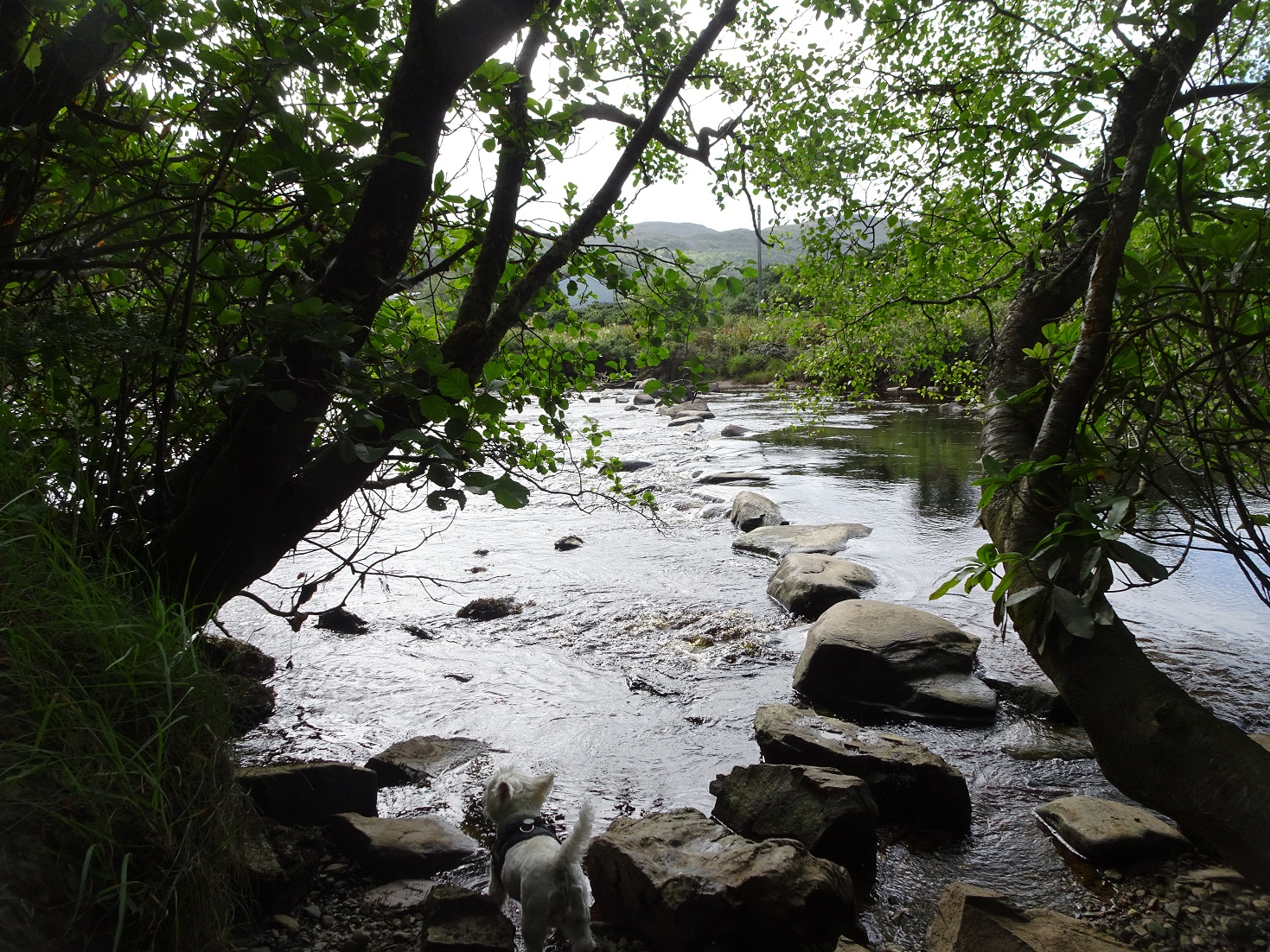 poppy the westie at stepping stones to water to water foot