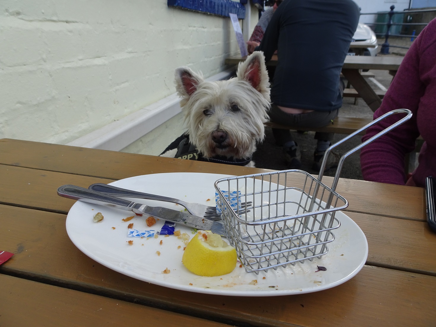 poppy the westie at the cod and lobster Staithes