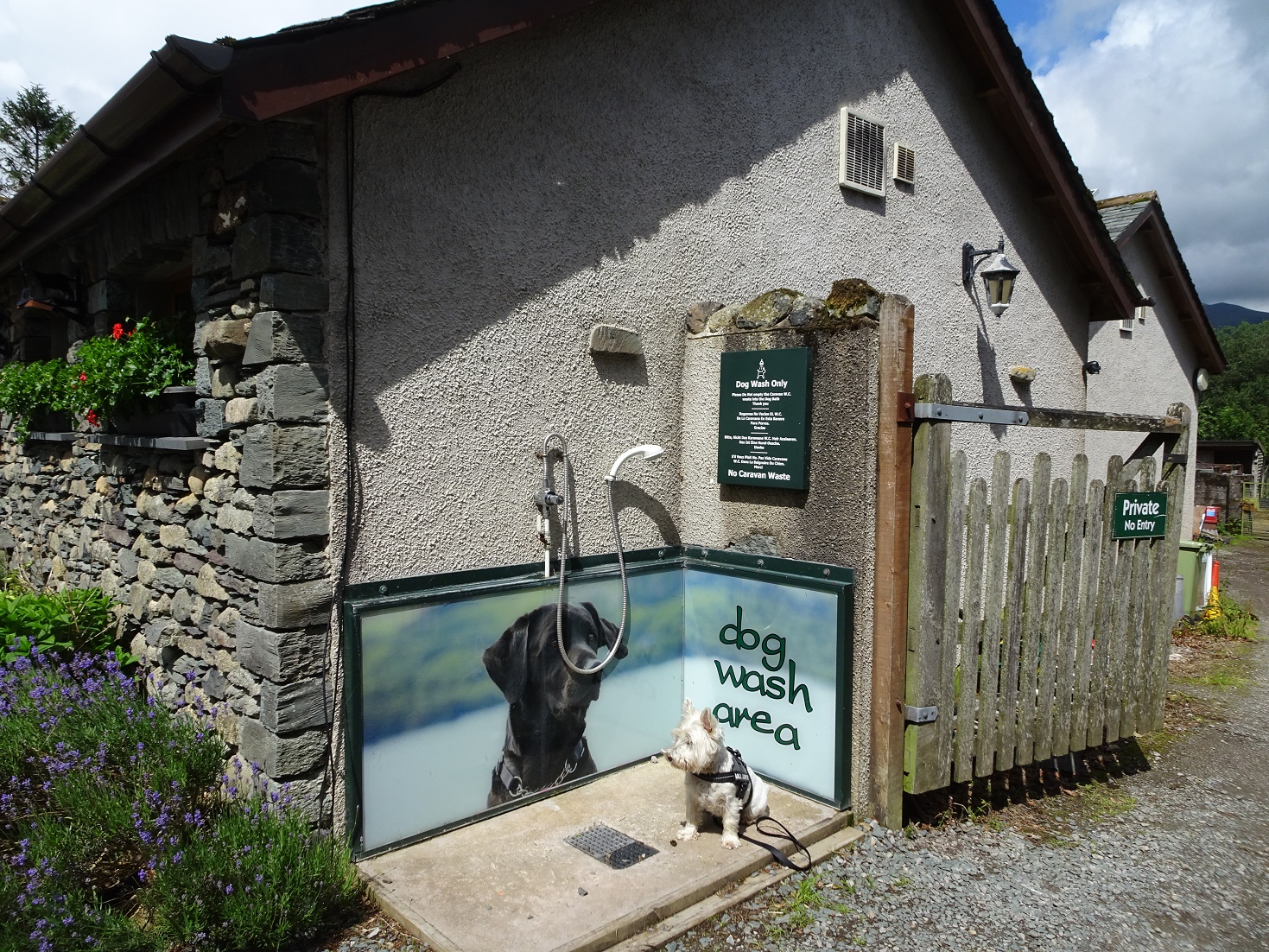 poppy the westie at the dog wash