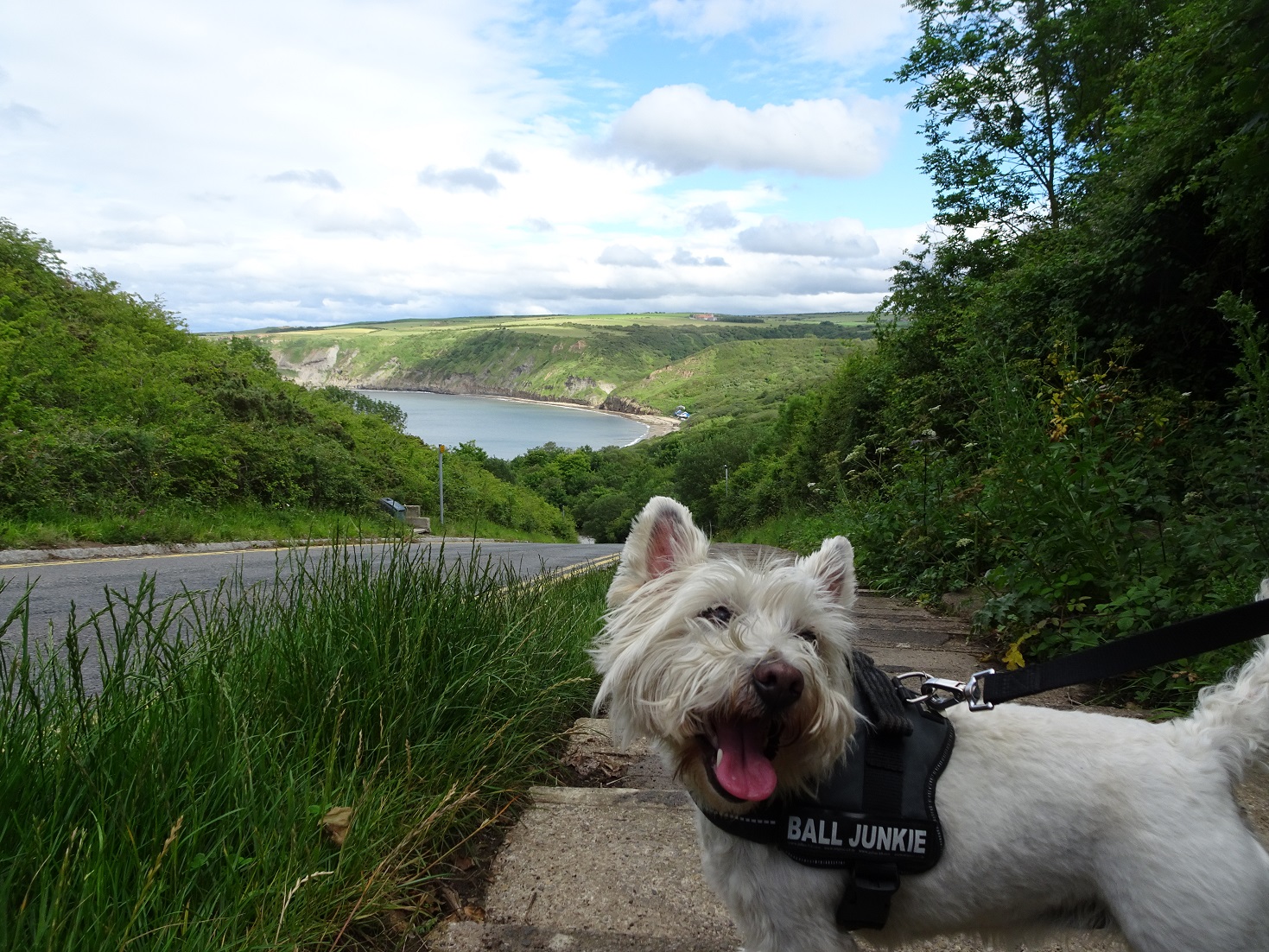 poppy the westie at top of road into runswick
