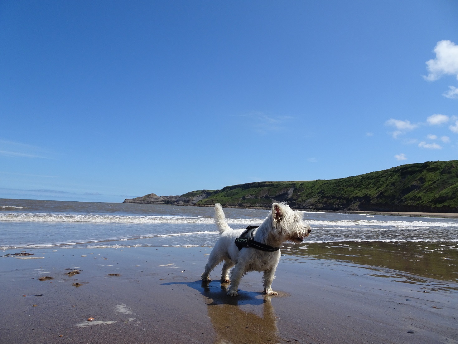 poppy the westie back on the beach at Runswick bay in the sunshine