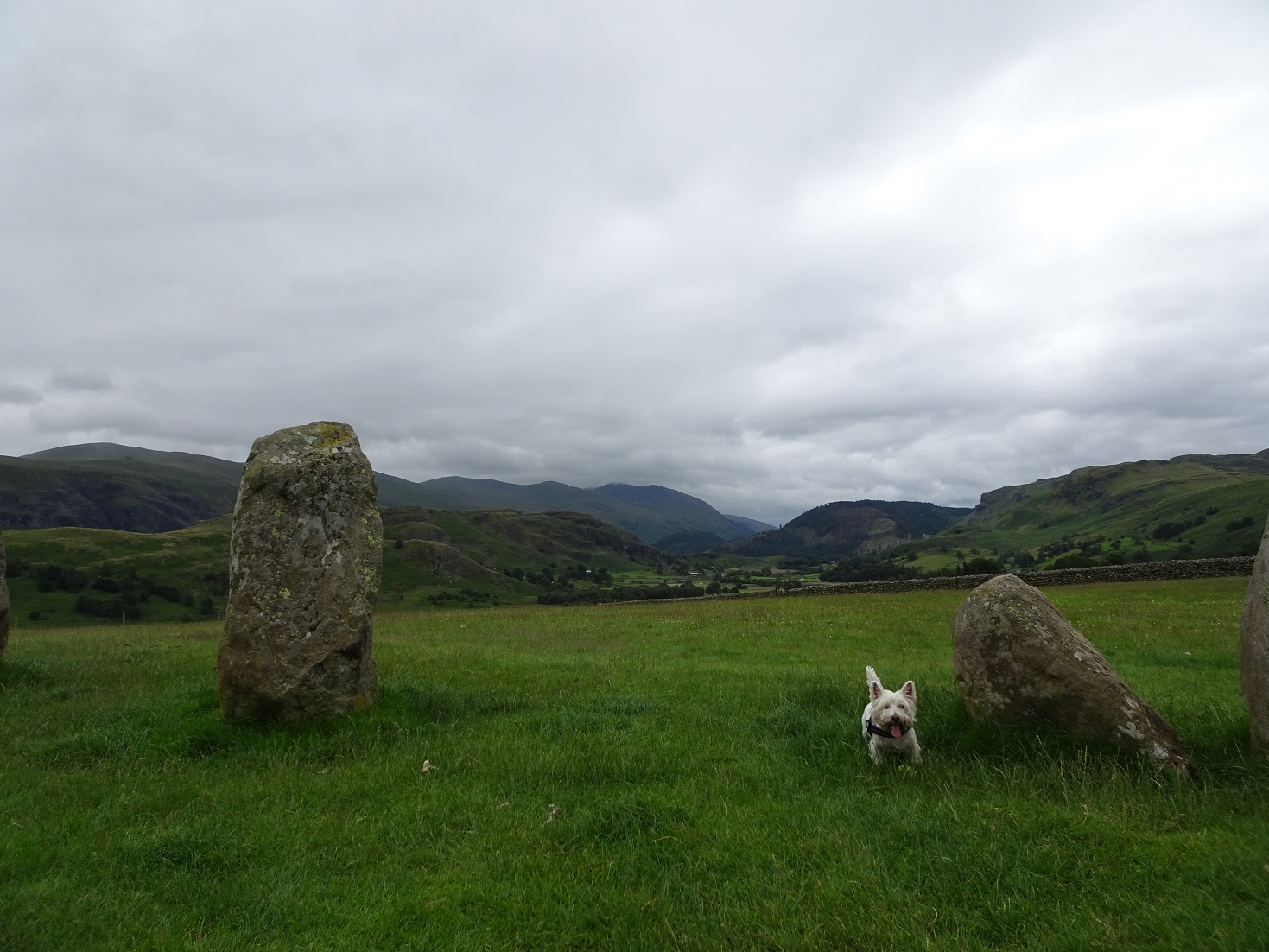 poppy the westie beside stones at Castlerigg Stone Circle