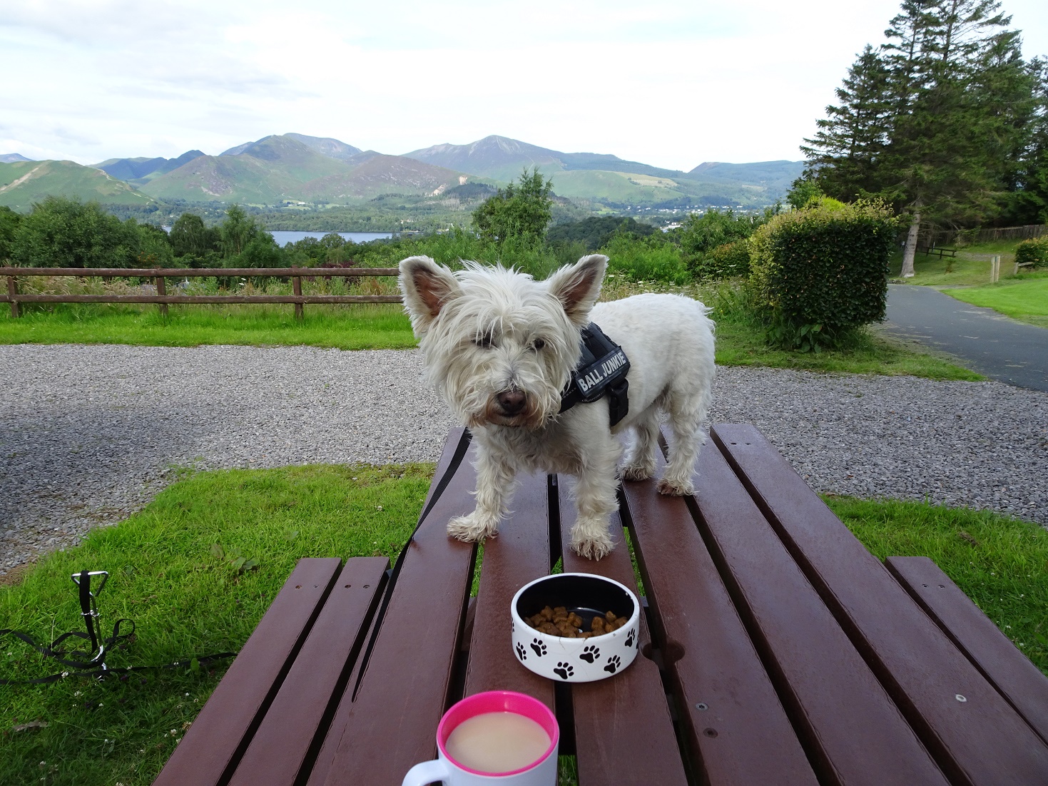 poppy the westie breakfast al fresco