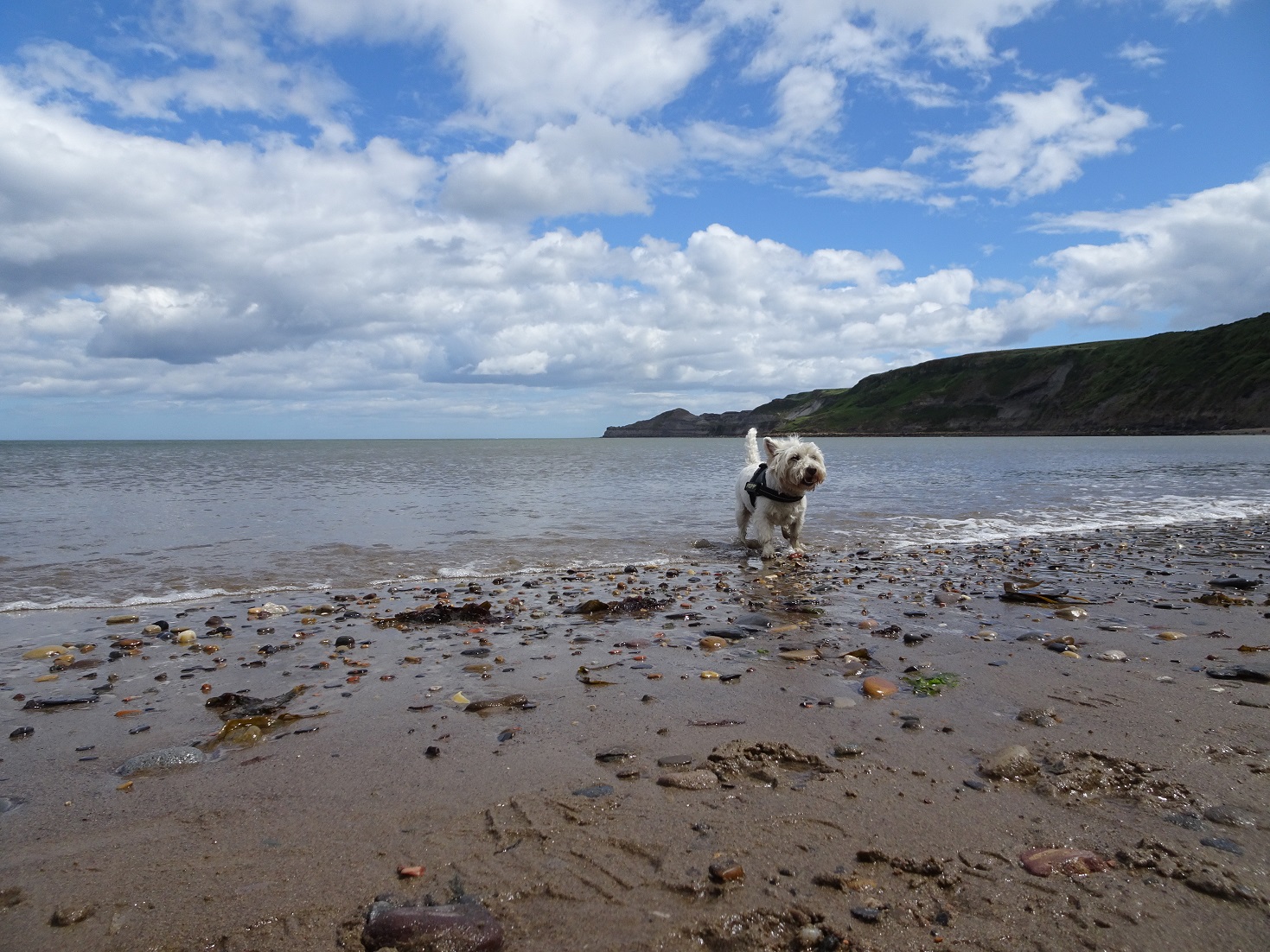 poppy the westie dipping her paws in the north sea
