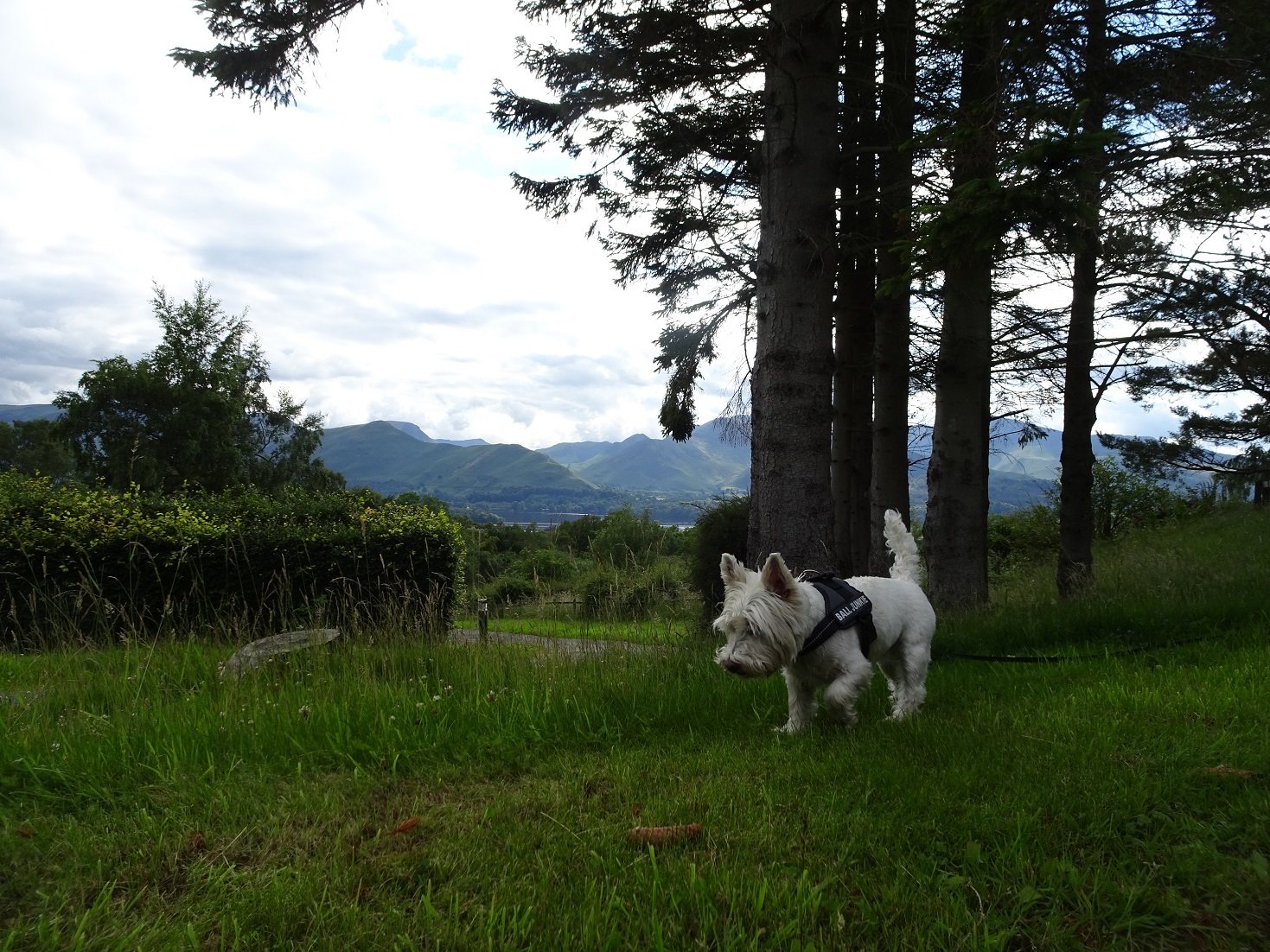 poppy the westie exploring Castlerigg