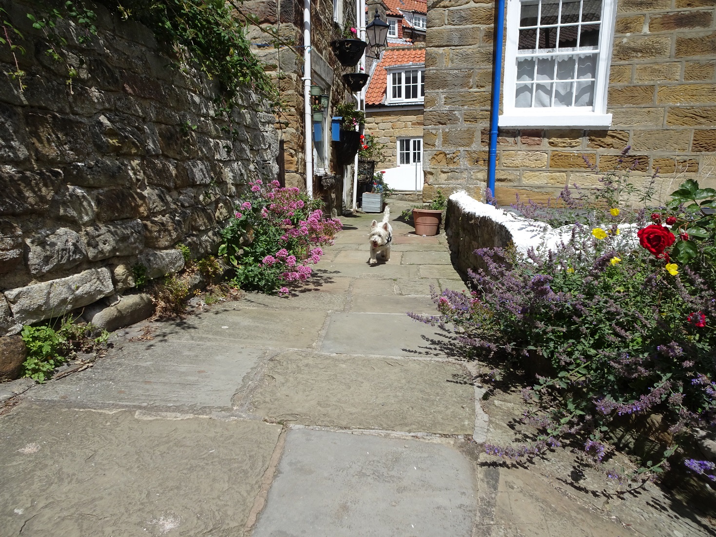 poppy the westie exploring Runswick Bay in the sunshine