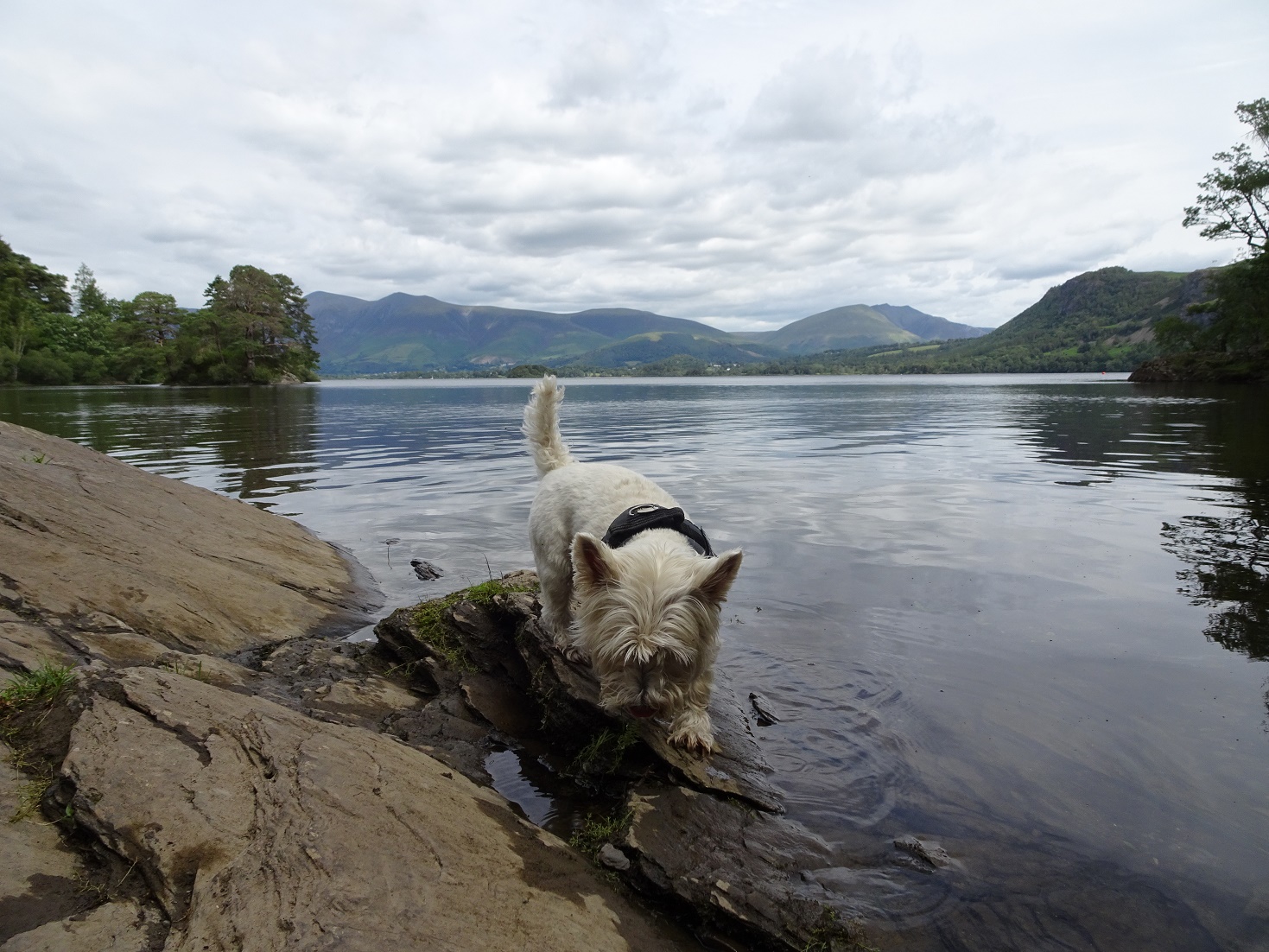 poppy the westie exploring rocks on derwent water