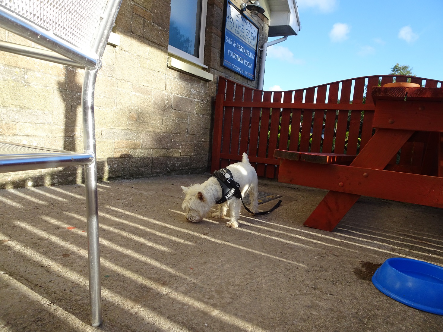 poppy the westie exploring the Glen Bar Carradale