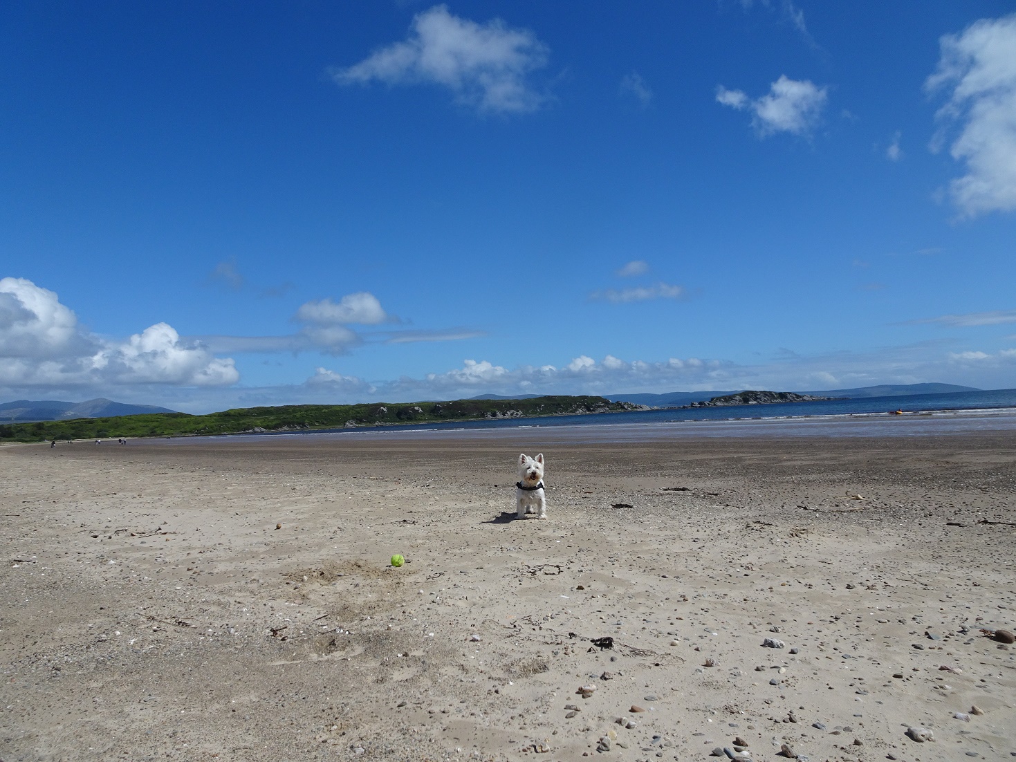 poppy the westie first day on the beach at carradale