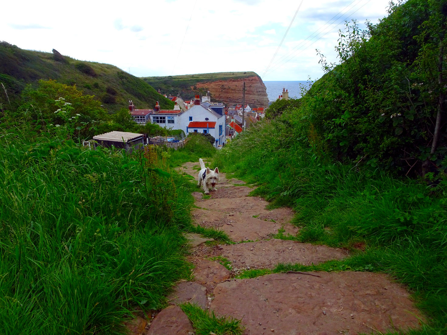 poppy the westie going into Staithes