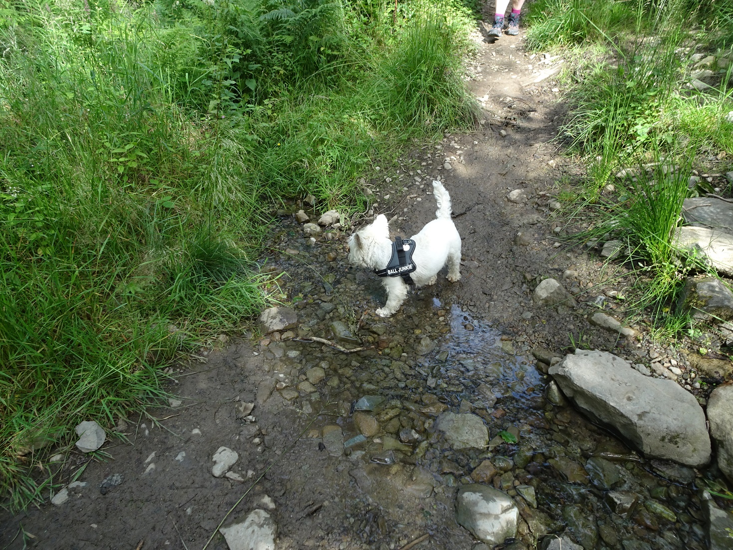 poppy the westie having a drink from a stream