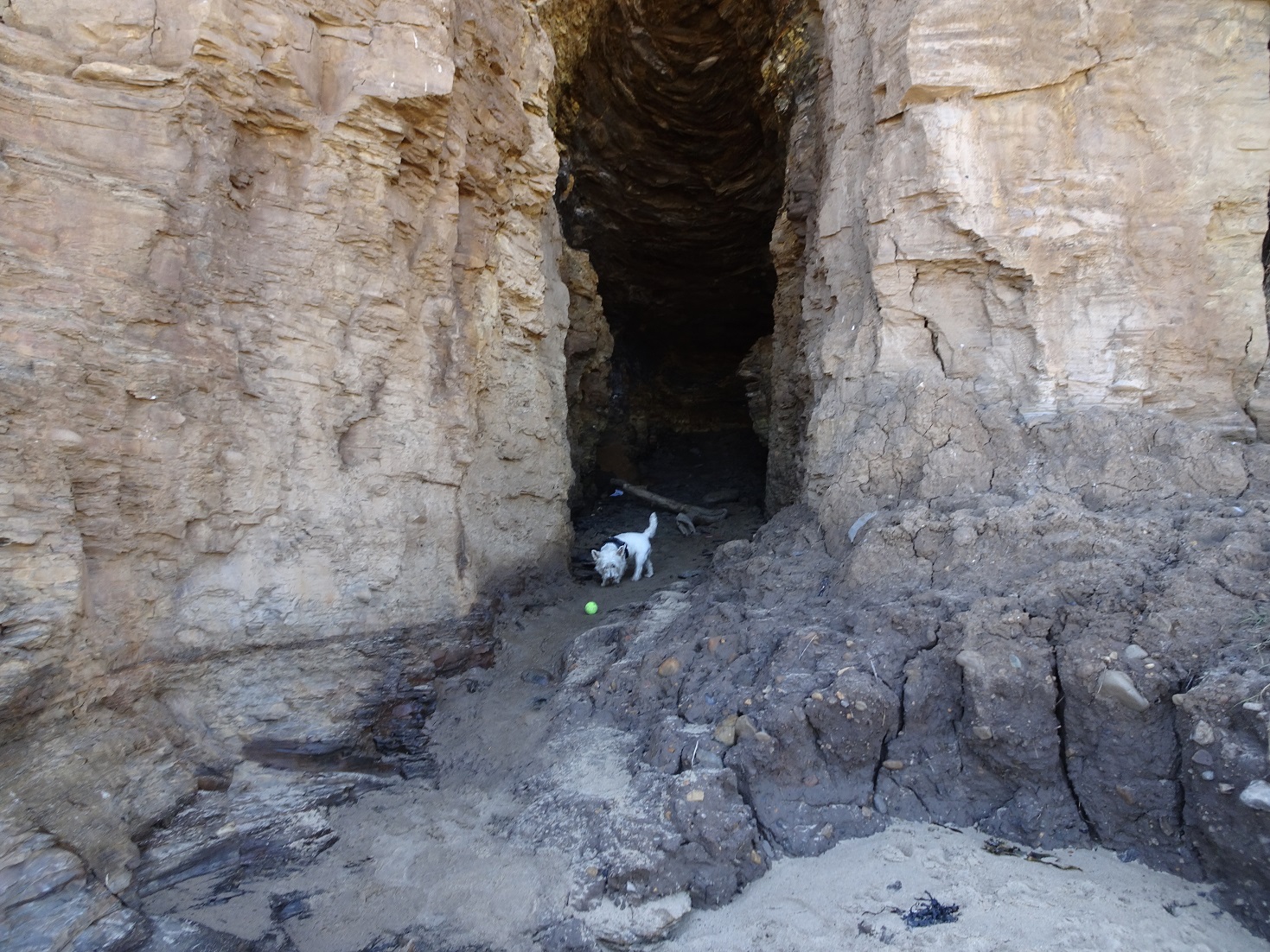 poppy the westie in Hobs Hole at Runswick bay