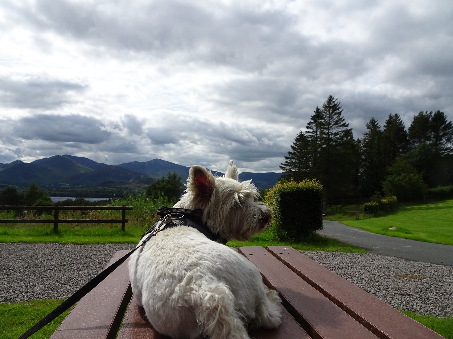 poppy the westie in Keswick campsite