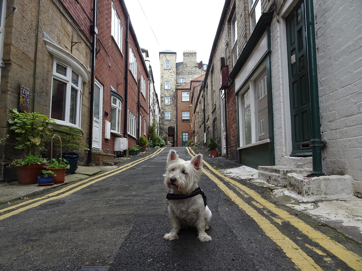 poppy the westie in Whitby Streets